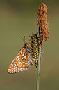 BUITEN BEELD Foto: 276356