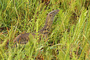 BUITEN BEELD Foto: 276392