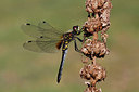 BUITEN BEELD Foto: 276438