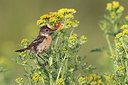 BUITEN BEELD Foto: 276442