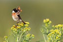 BUITEN BEELD Foto: 276443