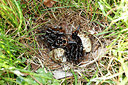 BUITEN BEELD Foto: 276481