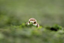 BUITEN BEELD Foto: 276494