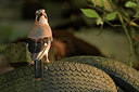 BUITEN BEELD Foto: 276518