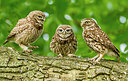 BUITEN BEELD Foto: 276544
