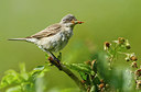 BUITEN BEELD Foto: 276712