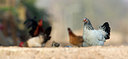 BUITEN BEELD Foto: 276742