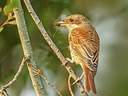 BUITEN BEELD Foto: 276899