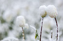 BUITEN BEELD Foto: 276939