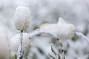 BUITEN BEELD Foto: 276940