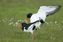 BUITEN BEELD Foto: 277015