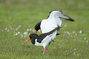 BUITEN BEELD Foto: 277016