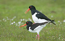 BUITEN BEELD Foto: 277017