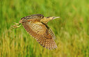 BUITEN BEELD Foto: 277050