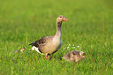 BUITEN BEELD Foto: 277184