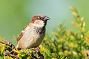 BUITEN BEELD Foto: 277191