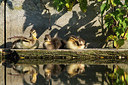 BUITEN BEELD Foto: 277197