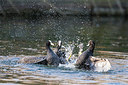 BUITEN BEELD Foto: 277201