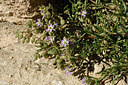 BUITEN BEELD Foto: 277288