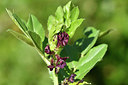 BUITEN BEELD Foto: 277305