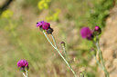 BUITEN BEELD Foto: 277308