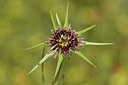 BUITEN BEELD Foto: 277337