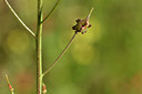 BUITEN BEELD Foto: 277339
