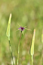 BUITEN BEELD Foto: 277341