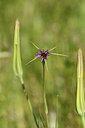 BUITEN BEELD Foto: 277342