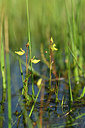 BUITEN BEELD Foto: 277358