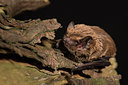BUITEN BEELD Foto: 277413