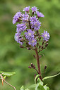 BUITEN BEELD Foto: 277427