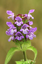 BUITEN BEELD Foto: 277506