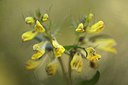 BUITEN BEELD Foto: 277607