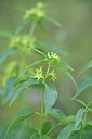 BUITEN BEELD Foto: 277663