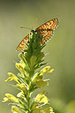 BUITEN BEELD Foto: 277684