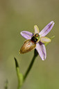 BUITEN BEELD Foto: 277731