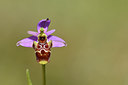 BUITEN BEELD Foto: 277754