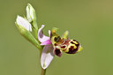 BUITEN BEELD Foto: 277756