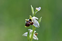 BUITEN BEELD Foto: 277765