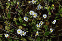 BUITEN BEELD Foto: 277772