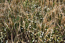 BUITEN BEELD Foto: 277852