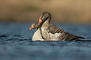 BUITEN BEELD Foto: 277933