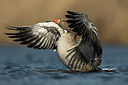 BUITEN BEELD Foto: 277946