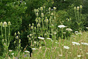 BUITEN BEELD Foto: 277961
