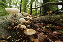 BUITEN BEELD Foto: 277985