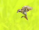 BUITEN BEELD Foto: 277990