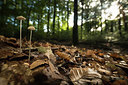 BUITEN BEELD Foto: 278028