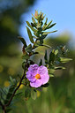 BUITEN BEELD Foto: 278113