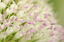 BUITEN BEELD Foto: 278137